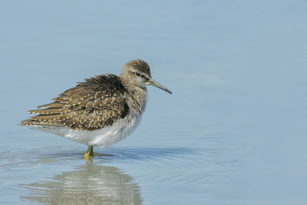 Piro piro culbianco (Tringa ochropus)